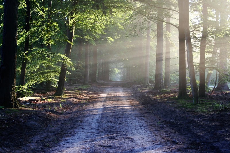 Tranquil Forest View
